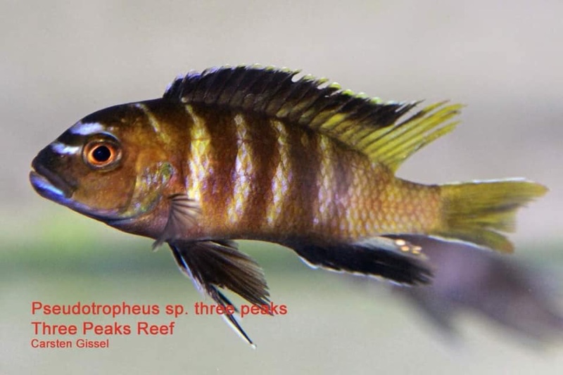 Pseudotropheus sp. 'three peaks' Three Peaks Reef